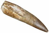 Fossil Plesiosaur (Zarafasaura) Tooth - Morocco #287152-1